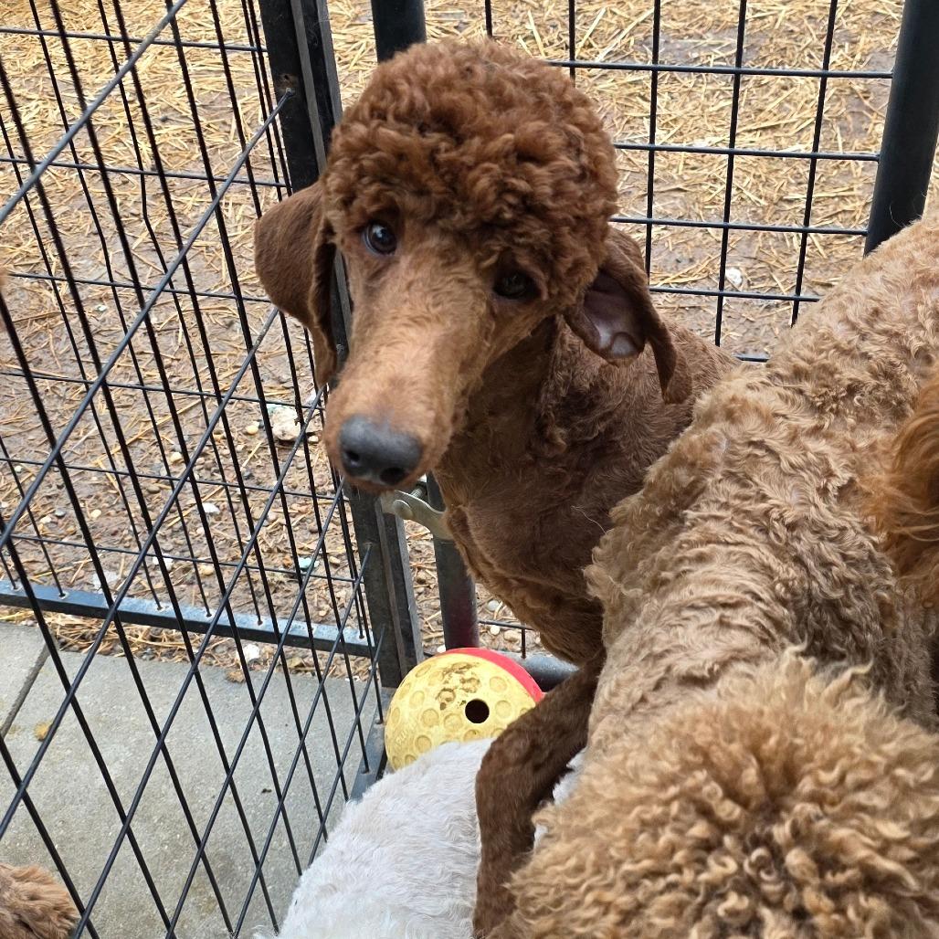 Enlarge Brownie, a Adoptable mixed breed in Goltry, OK image 3/3