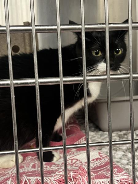 Pink Shoelace - Barn Cat, Adoptable, Adult Female Domestic Short Hair.