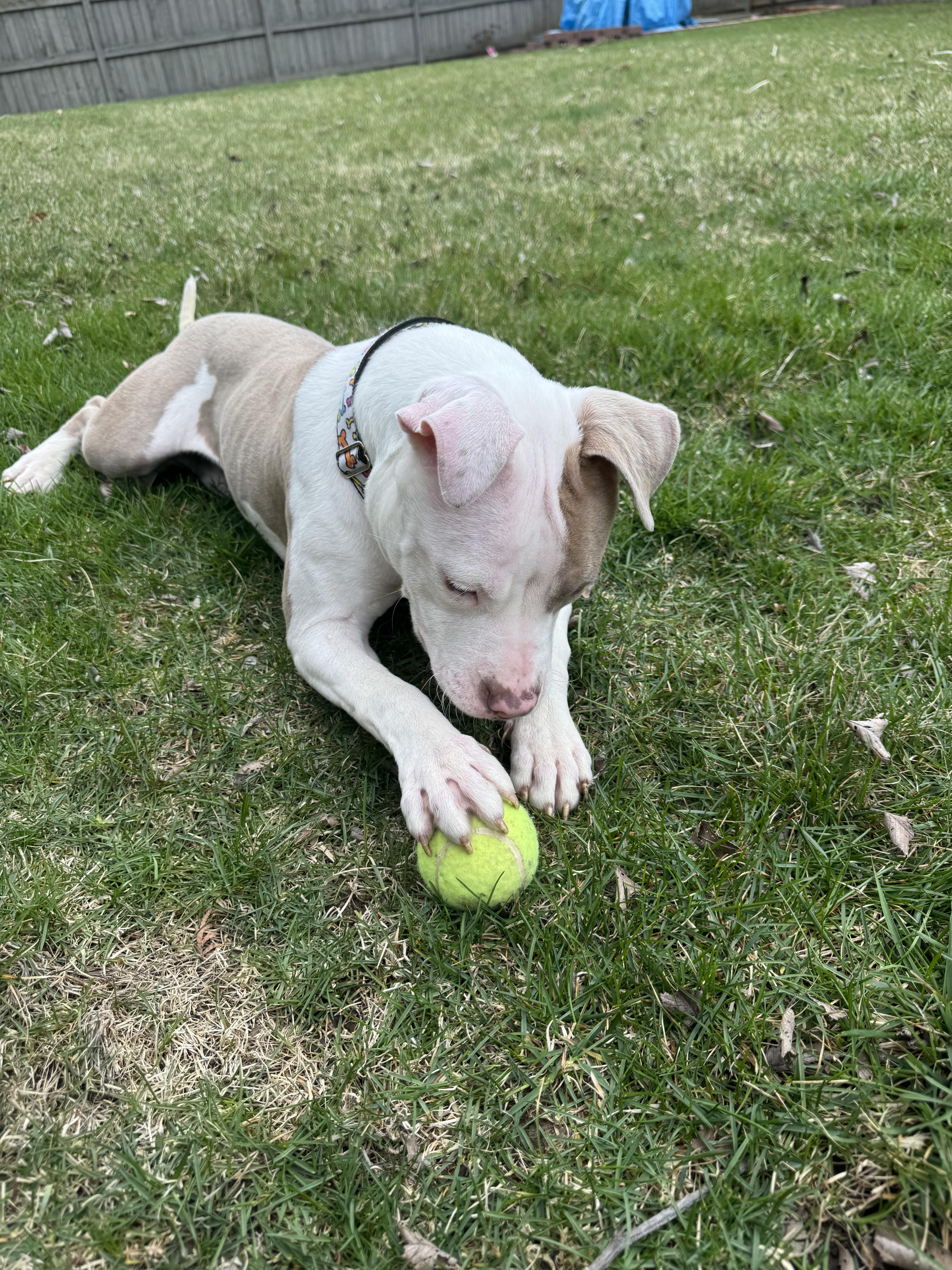 Enlarge Sunshine, a Adopted Pit Bull Terrier in Cary, IL image 2/4