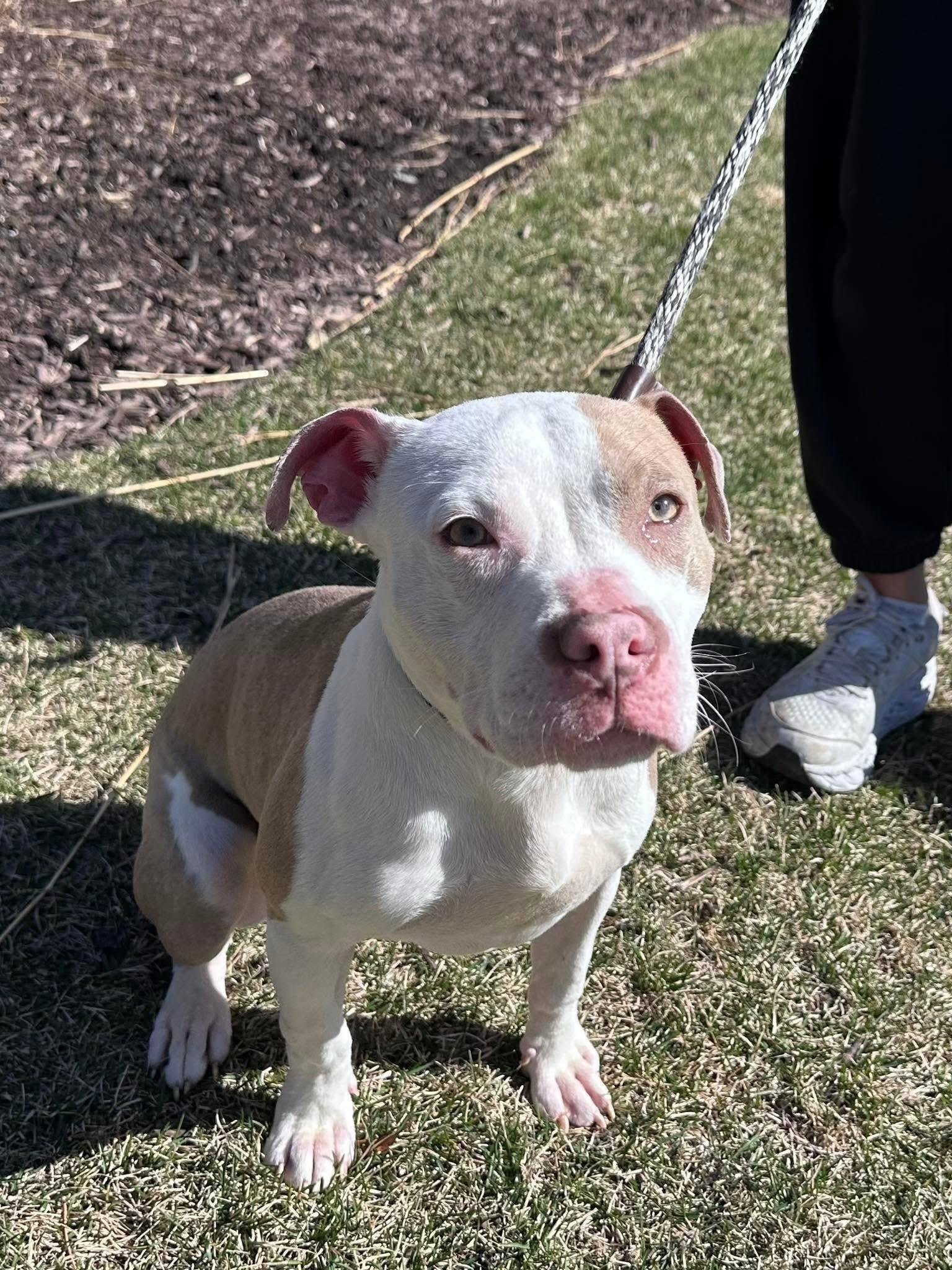 Enlarge Sunshine, a Adopted Pit Bull Terrier in Cary, IL image 1/4