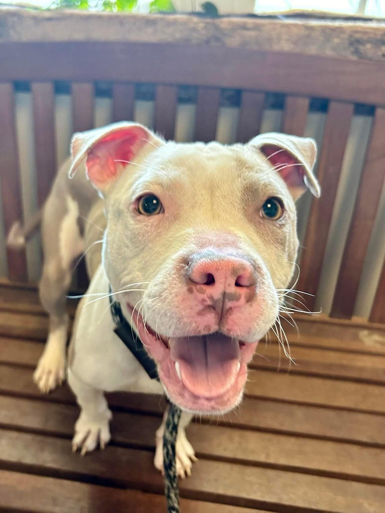 Enlarge Sunshine, a Adopted Pit Bull Terrier in Cary, IL image 4/4