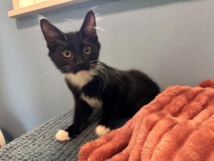 Taco, Adoptable, Kitten Male Domestic Medium Hair & Domestic Short Hair.