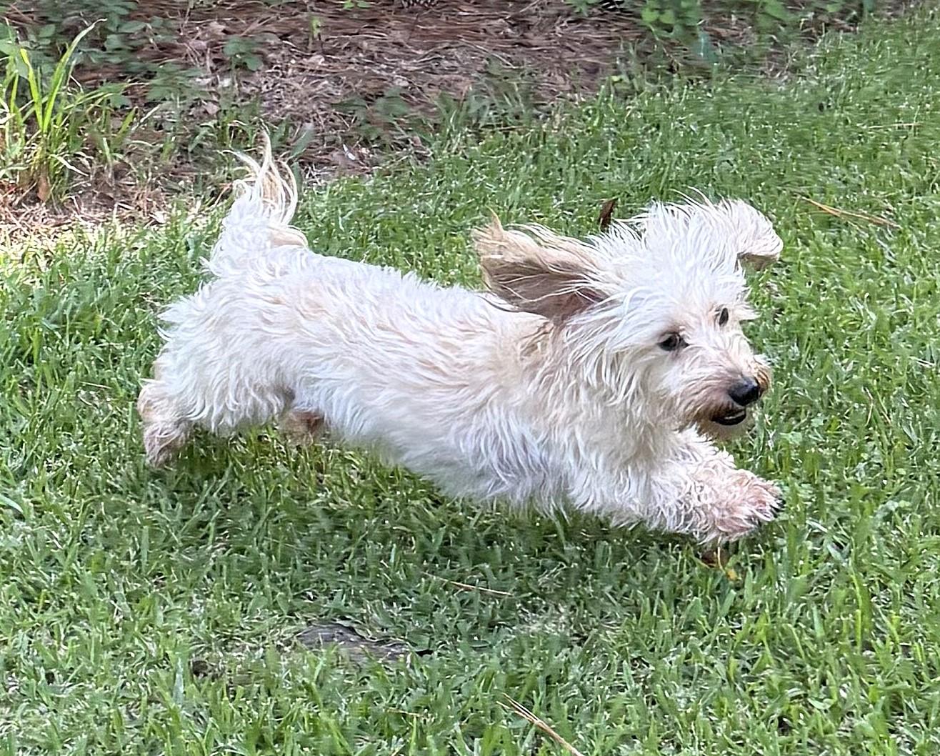 Bandit in SC (Wheaten Soft Wire Hair) photo 3