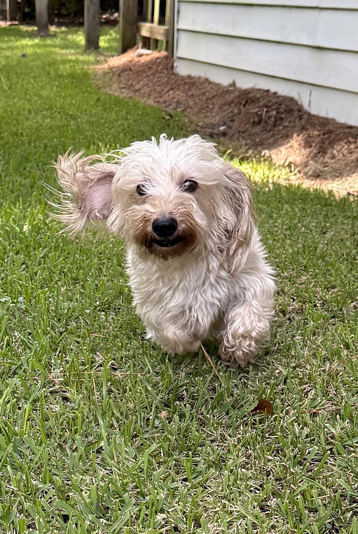 Bandit in SC (Wheaten Soft Wire Hair) photo 2
