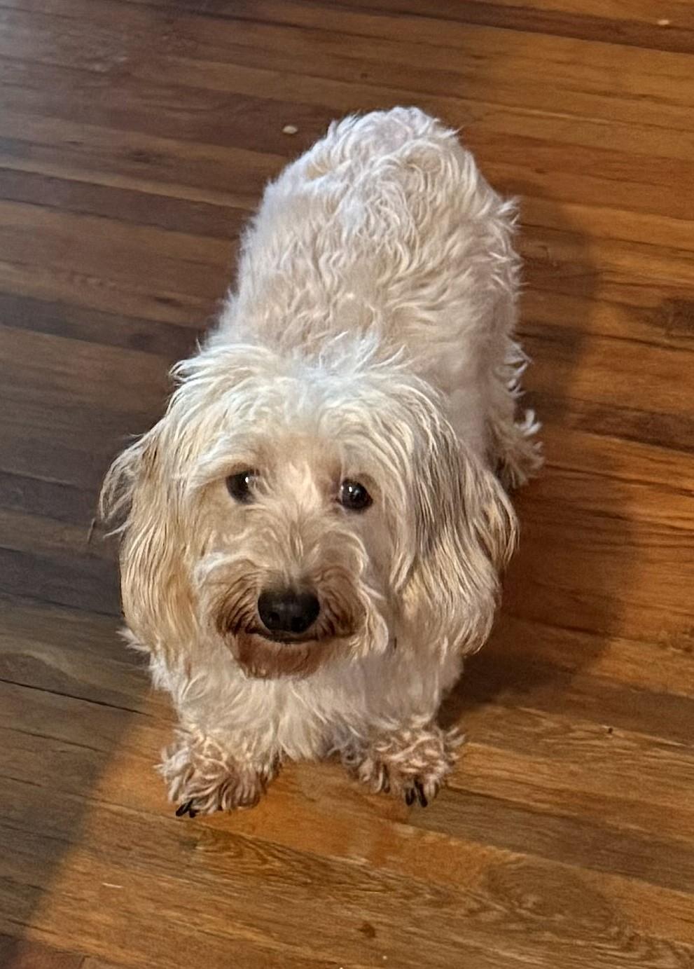 Bandit in SC (Wheaten Soft Wire Hair)