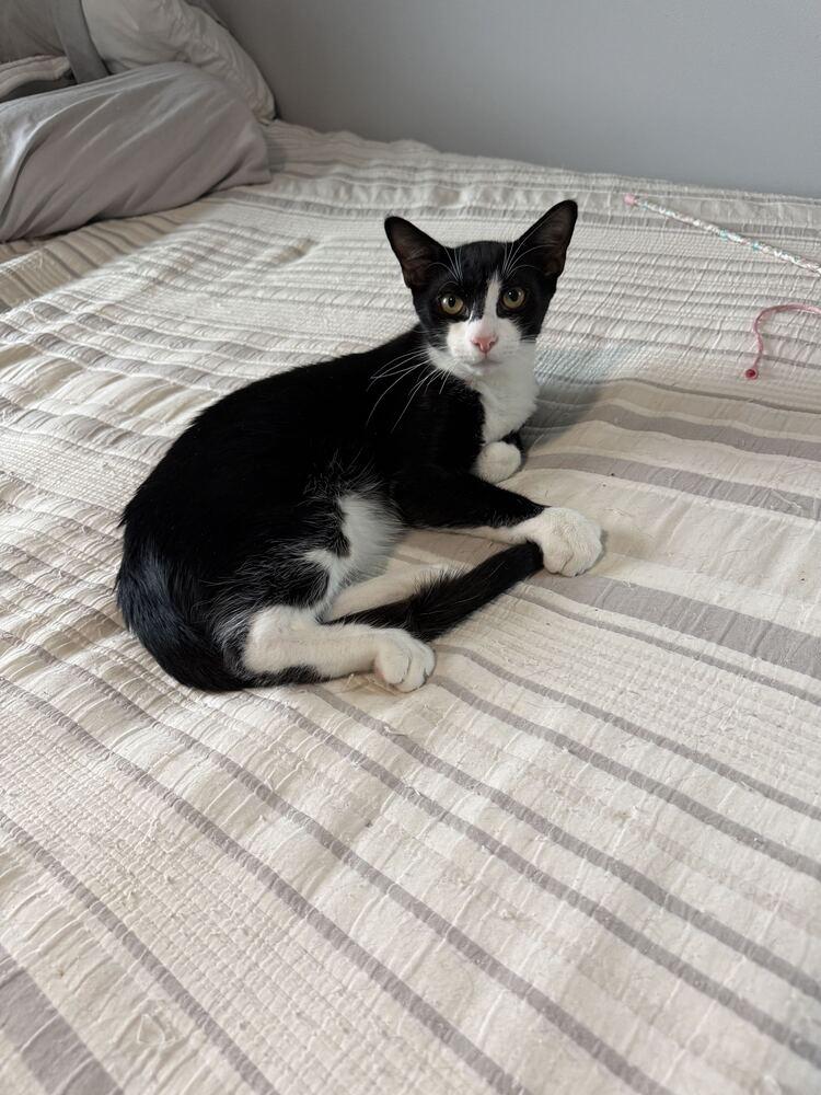 Pistachio Cannoli, Adoptable, Kitten Male Domestic Short Hair.