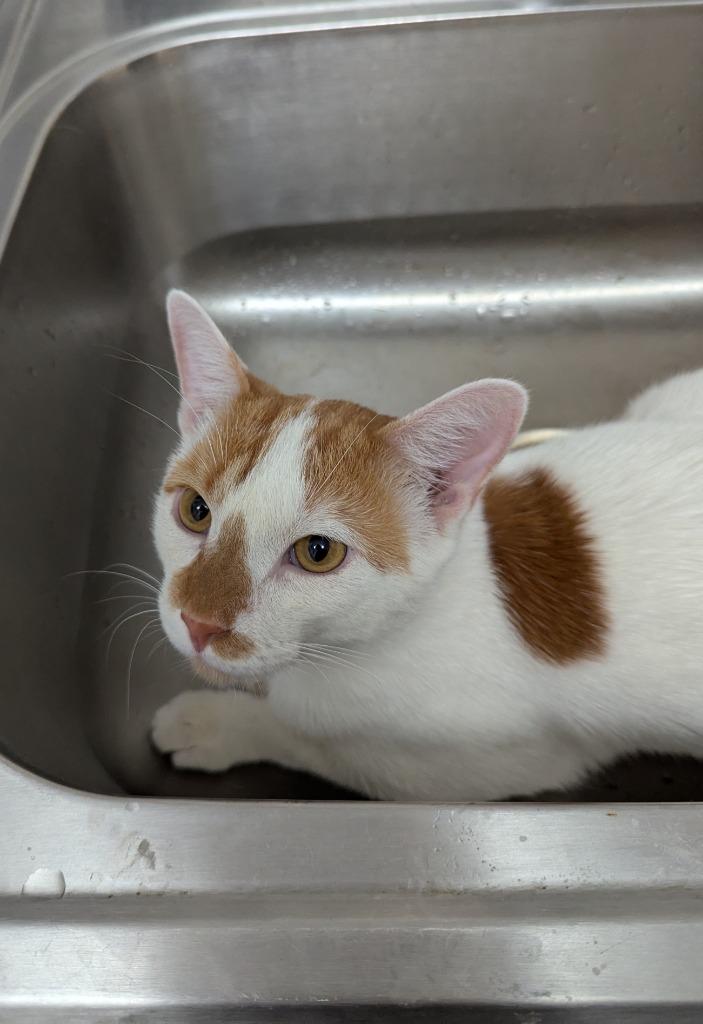 Dot (FIV+), Adoptable, Young Male Domestic Short Hair.