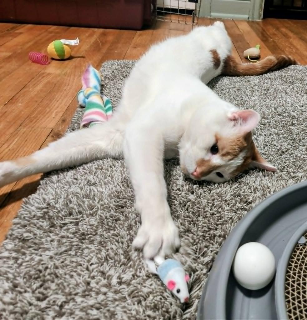 Enlarge Dot (FIV+), a Adoptable mixed breed in Minneapolis, MN image 2/4