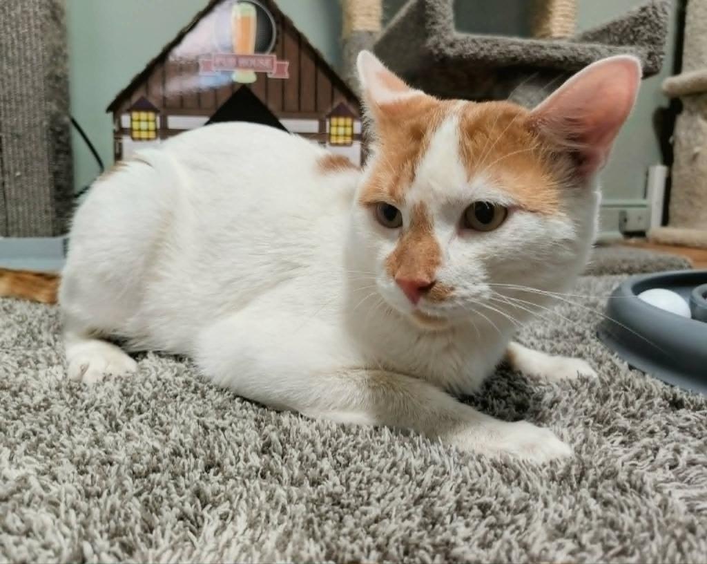 Enlarge Dot (FIV+), a Adoptable mixed breed in Minneapolis, MN image 4/4