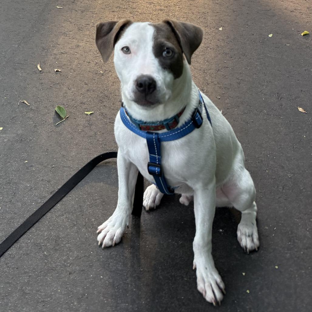 Enlarge Swift D11860, a Adoptable mixed breed in Elk River, MN image 1/6