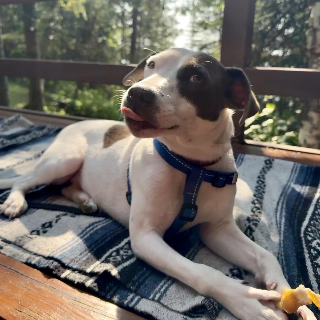 Enlarge Swift D11860, a Adoptable mixed breed in Elk River, MN image 6/6