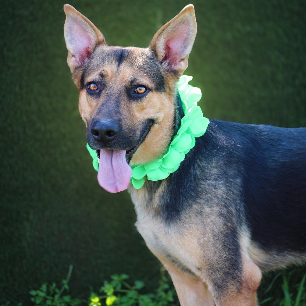Shep, Adoptable, Adult Male German Shepherd Dog.