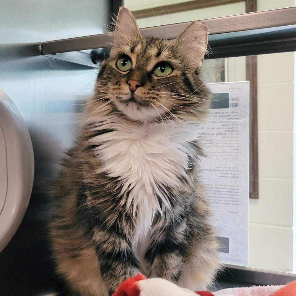 Enlarge Vancouver, a Adoptable Domestic Medium Hair in Plover, WI image 1/3