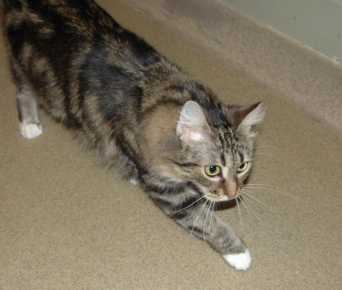 Enlarge Vancouver, a Adoptable Domestic Medium Hair in Plover, WI image 2/3