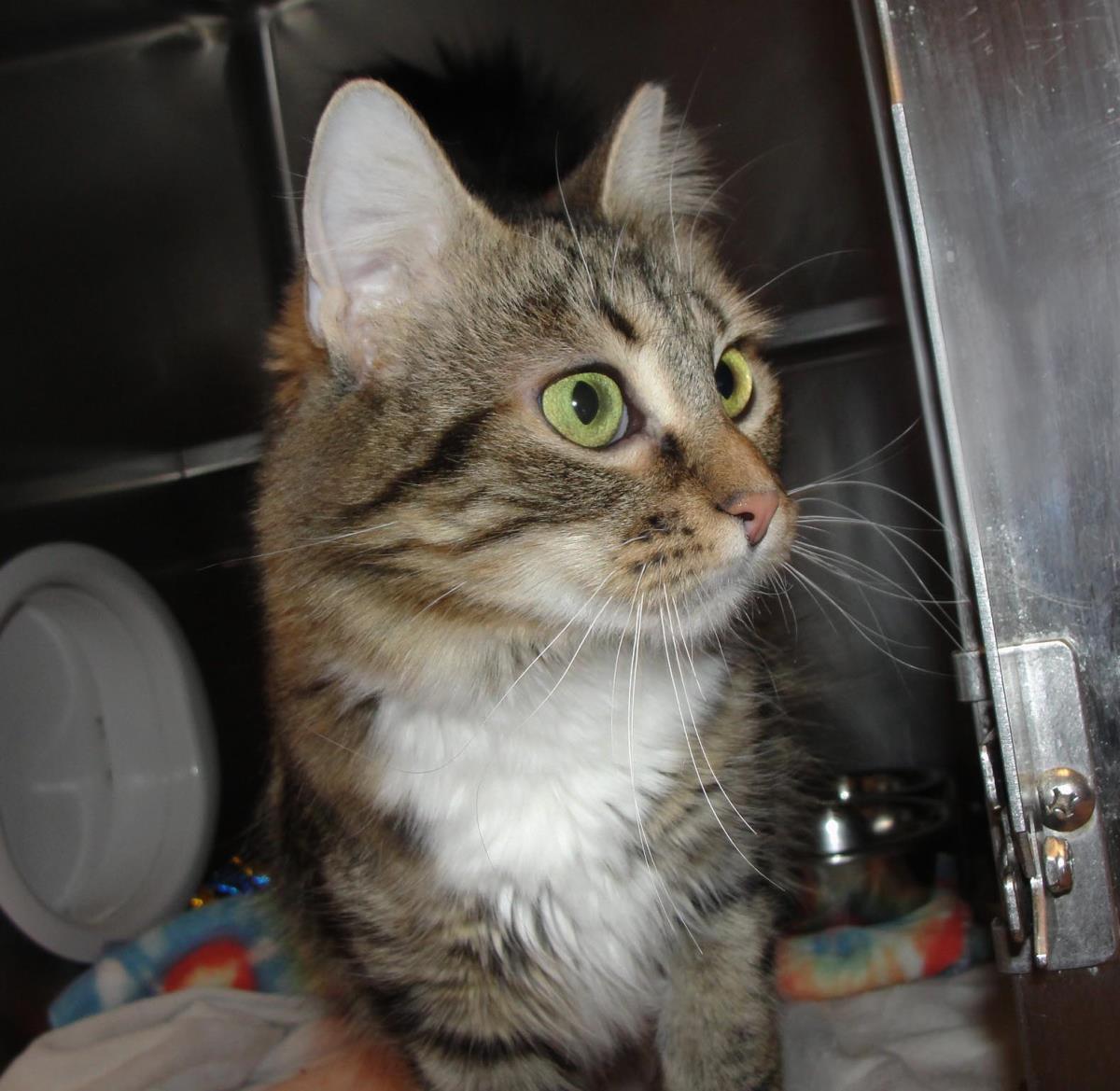 Enlarge Vancouver, a Adoptable Domestic Medium Hair in Plover, WI image 3/3