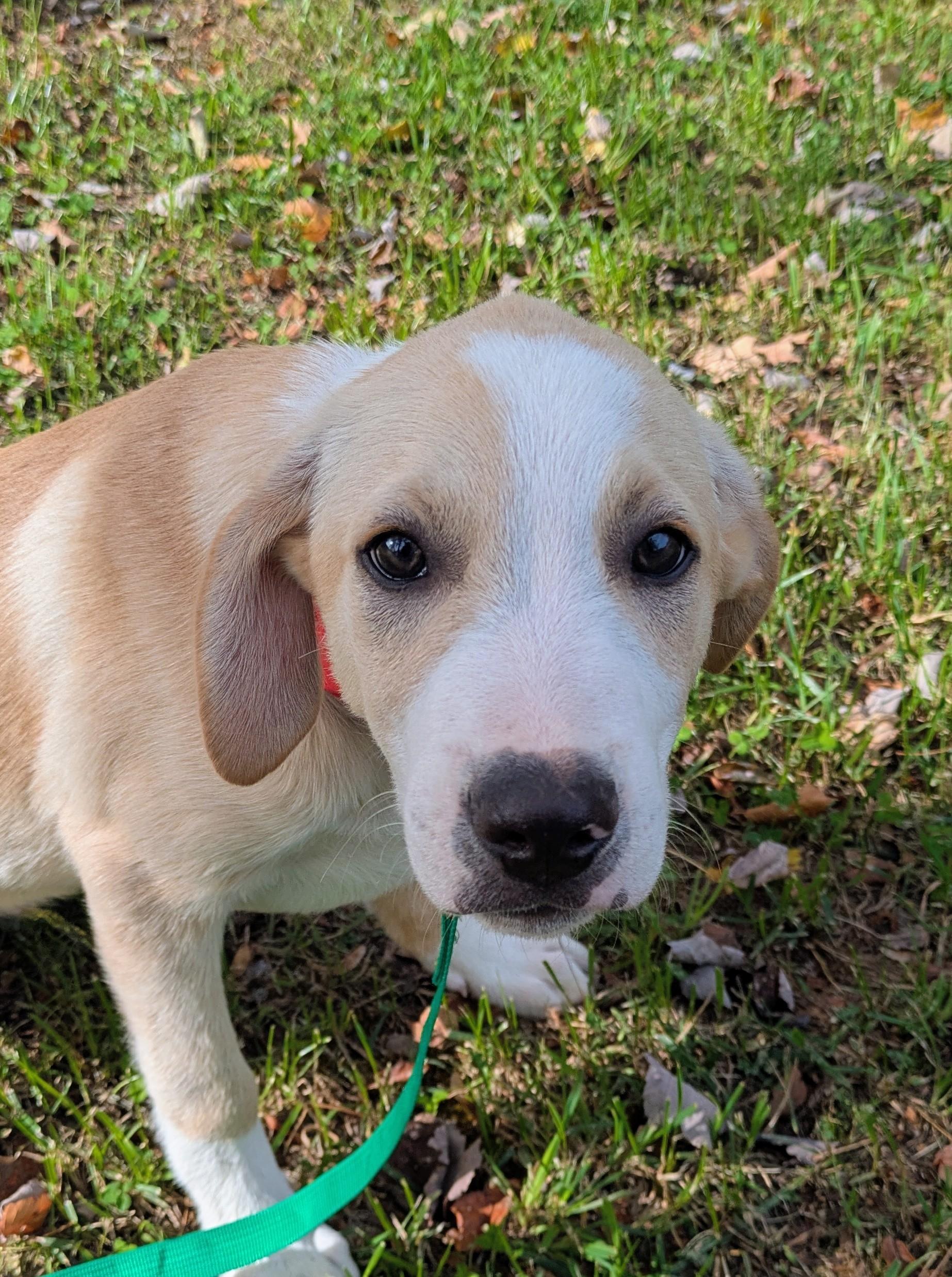 Enlarge Dale, a Adopted mixed breed in Hilham, TN image 1/5