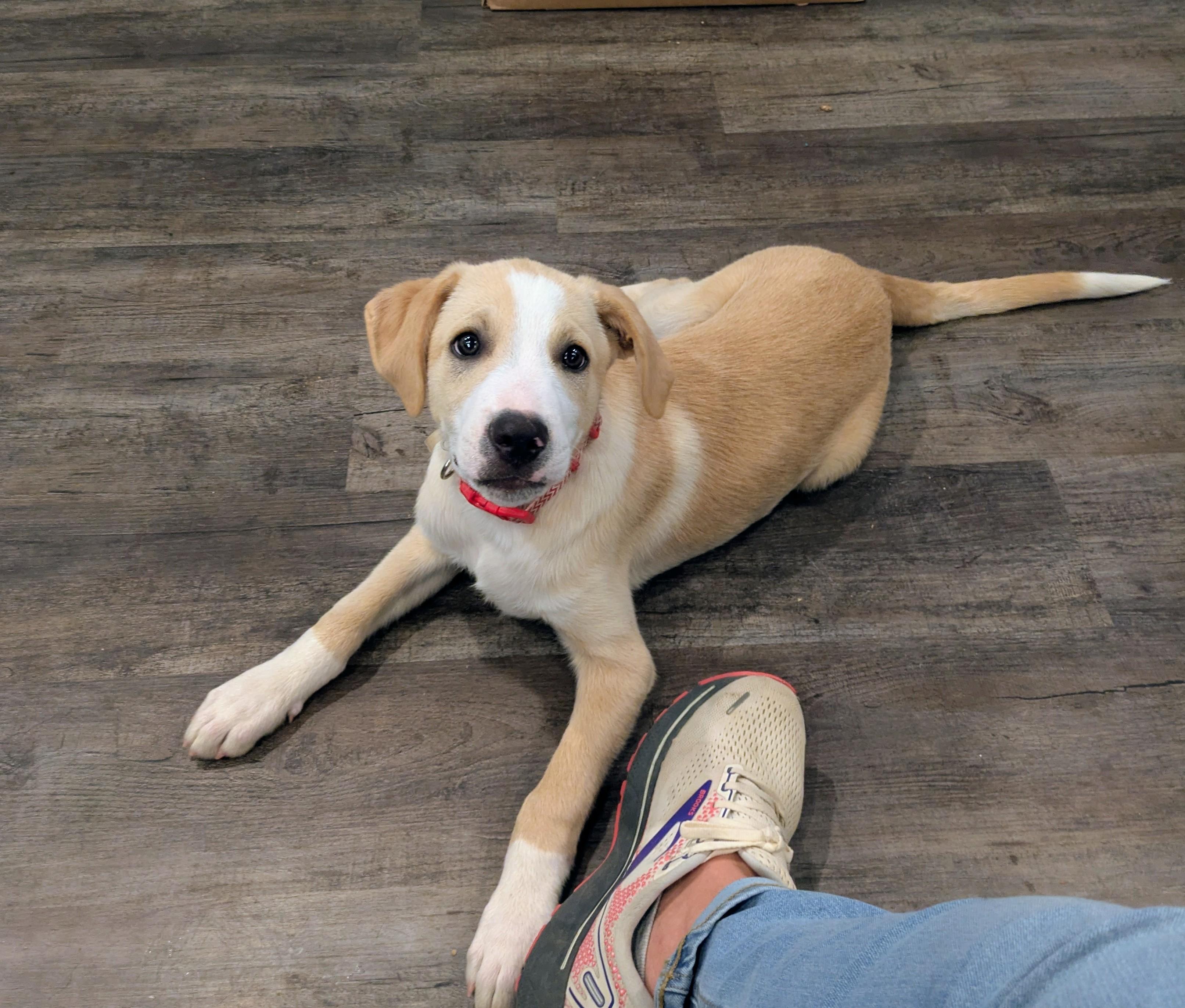 Enlarge Dale, a Adopted mixed breed in Hilham, TN image 3/5