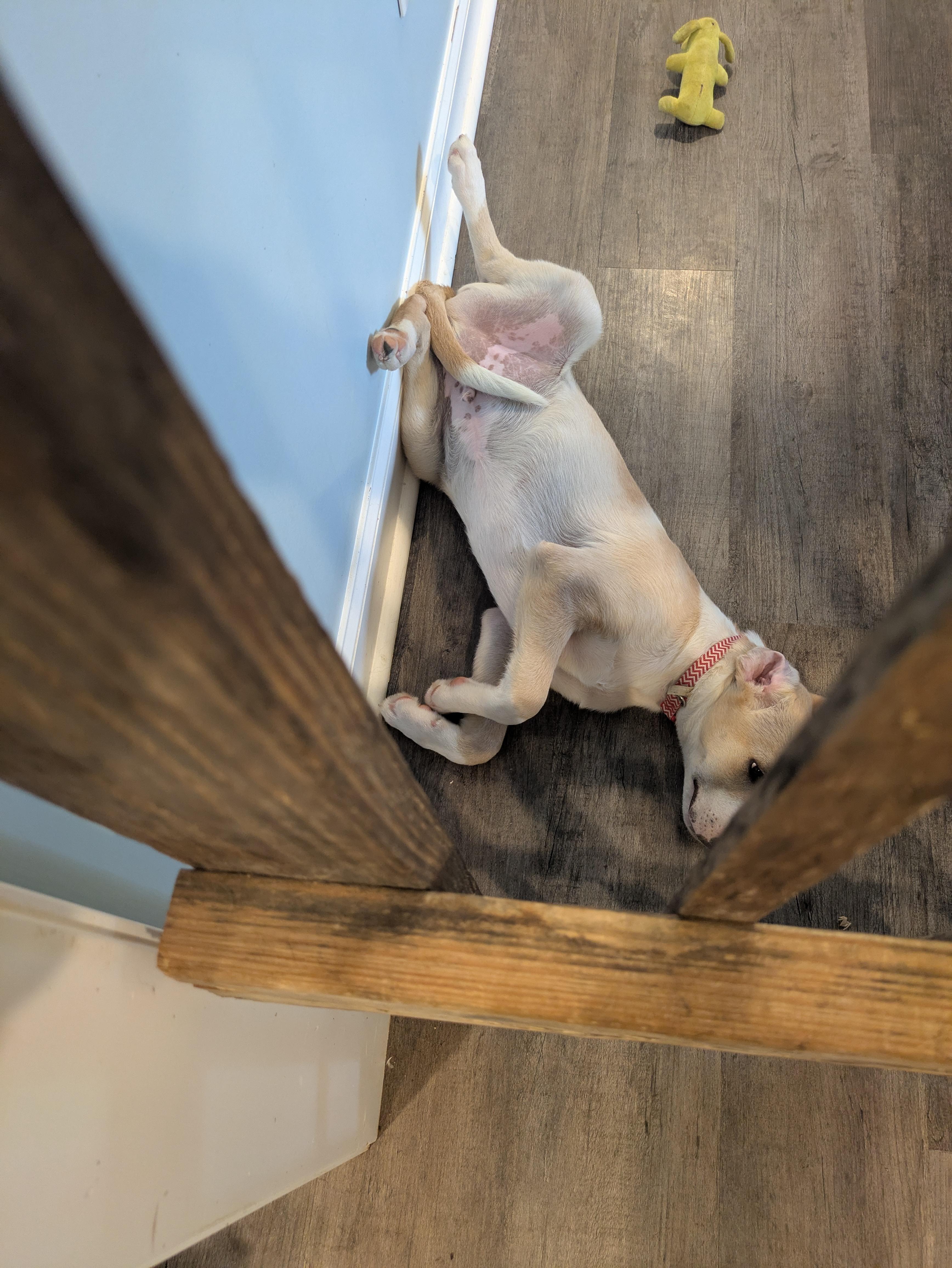 Enlarge Dale, a Adopted mixed breed in Hilham, TN image 2/5