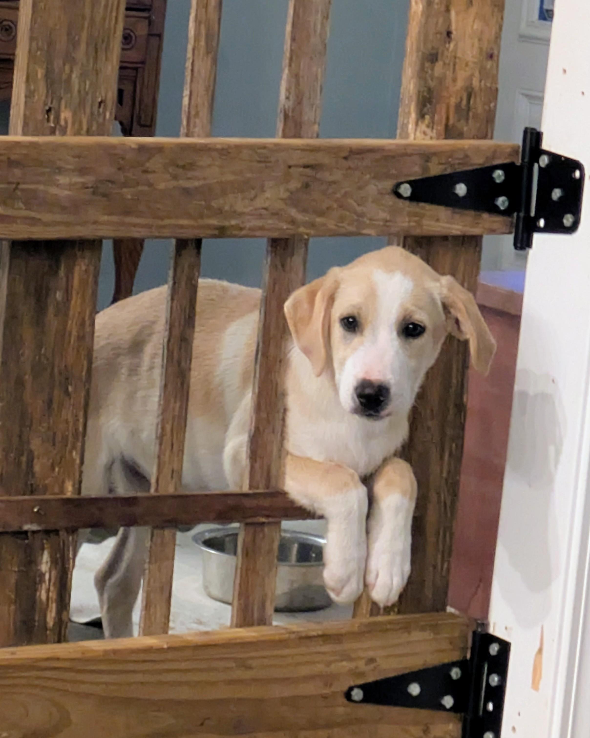 Enlarge Dale, a Adopted mixed breed in Hilham, TN image 4/5