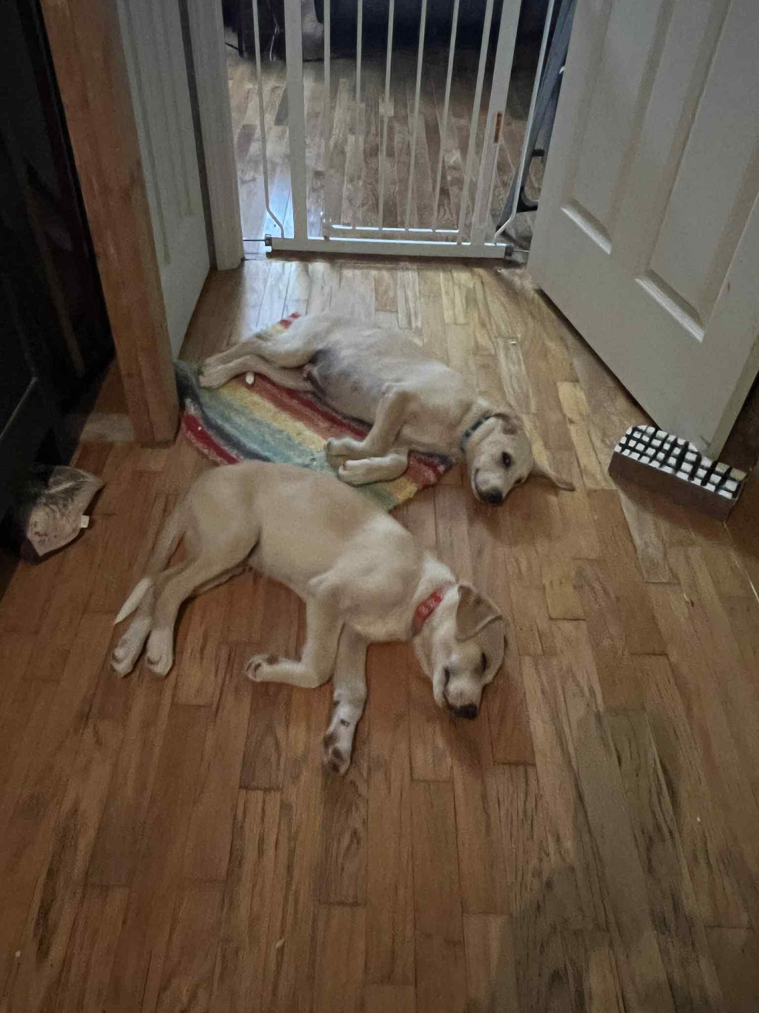 Dale, Adopted, Puppy Male Labrador Retriever & Great Pyrenees.