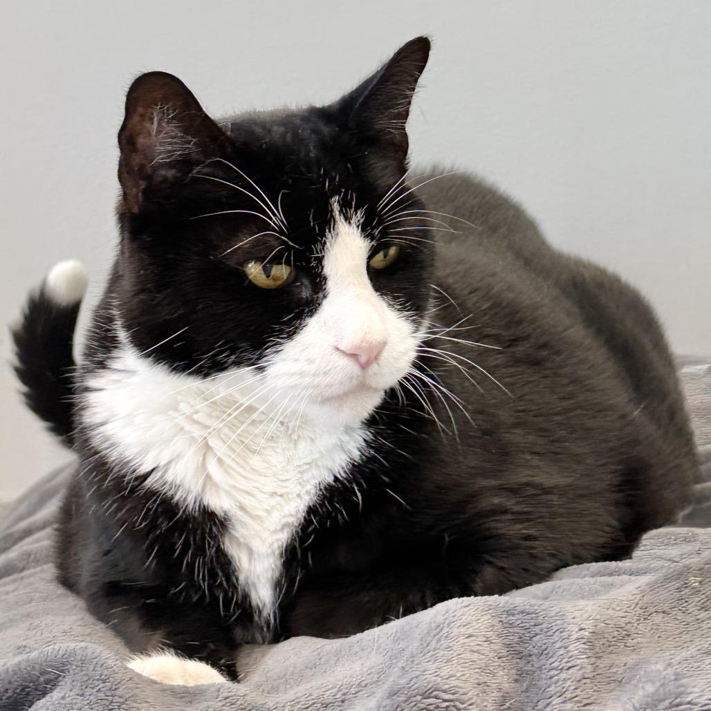 Tango, Adoptable, Senior Male Domestic Short Hair.