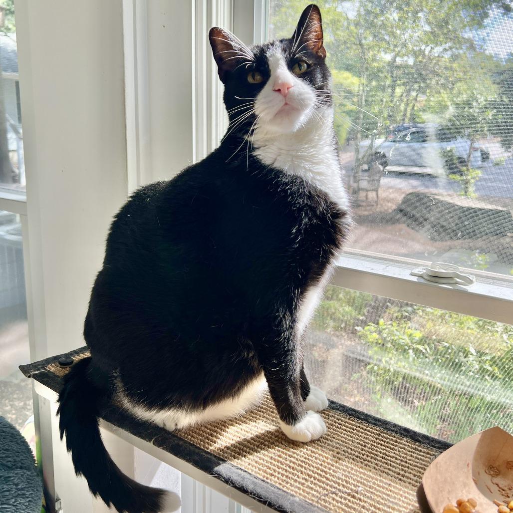 Tango, a Adoptable Domestic Short Hair in East Hampton, NY image 6/6