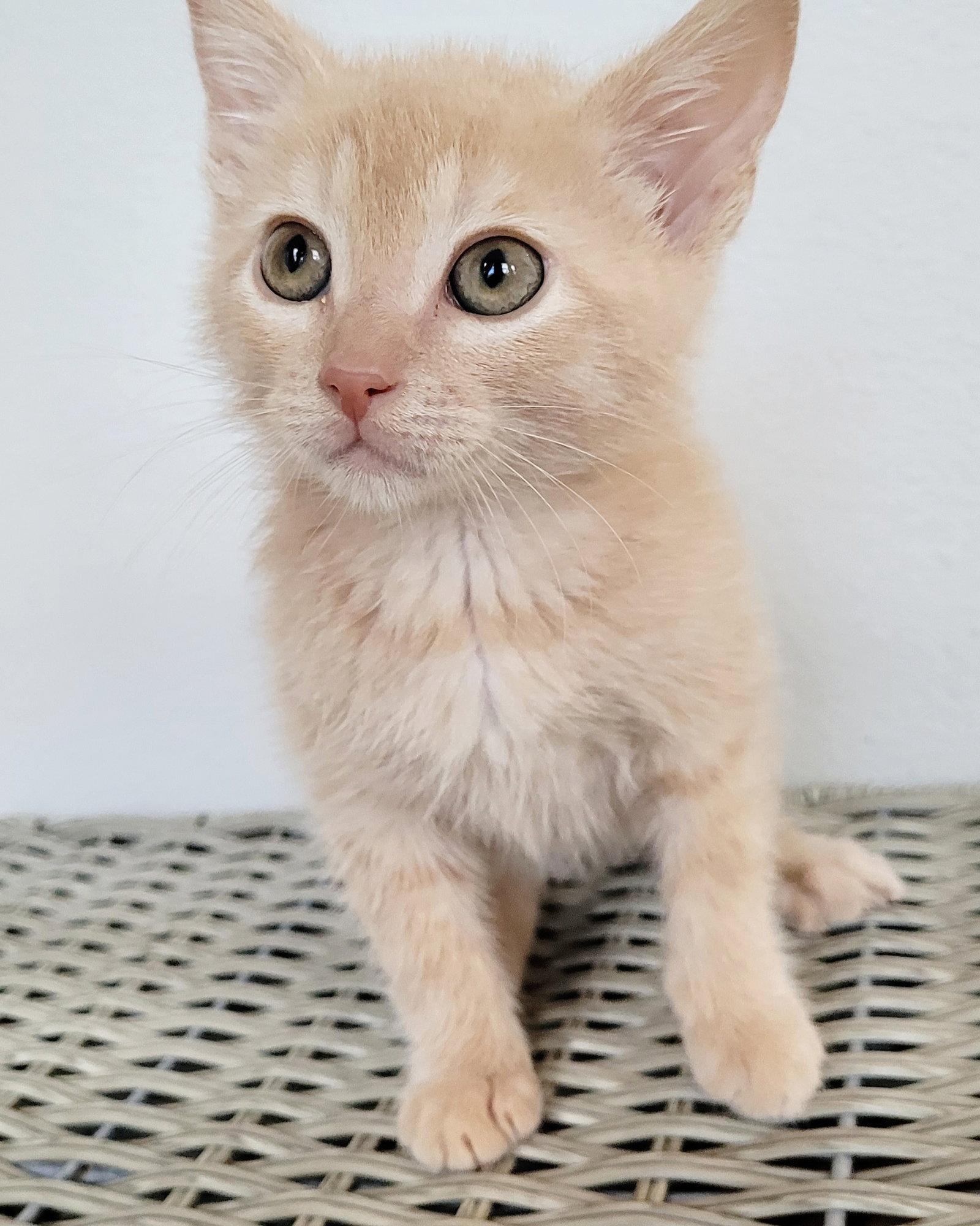 Leopold, Adopted, Kitten Male Domestic Short Hair.