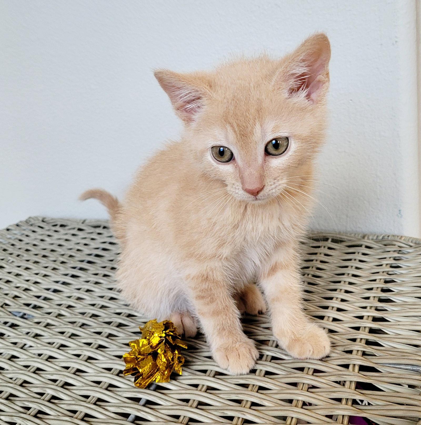 Leopold, a Adopted Domestic Short Hair in Orlando, FL image 2/3