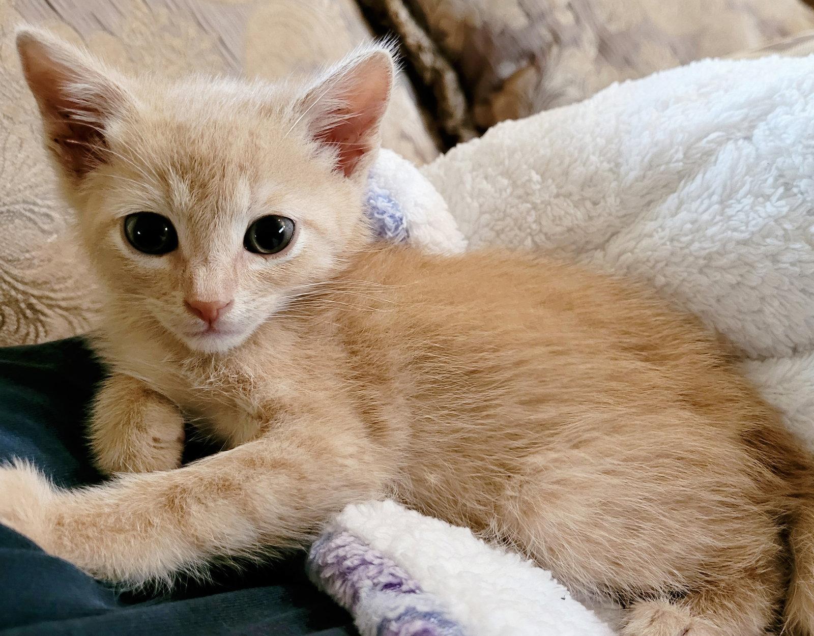 Leopold, a Adopted Domestic Short Hair in Orlando, FL image 3/3