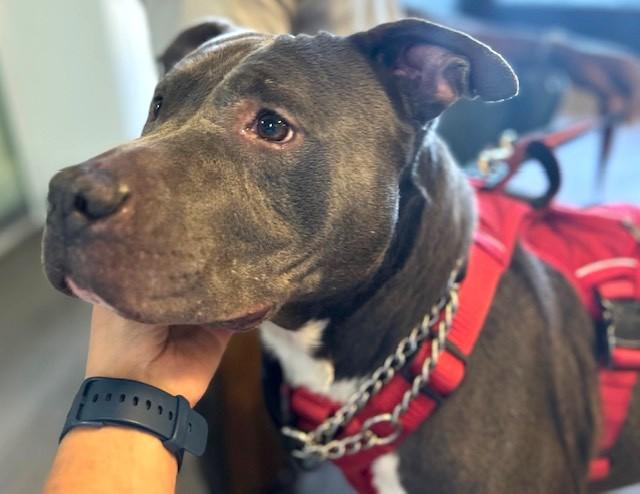 Enlarge Sassy, a Adoptable Mixed Breed in Georgetown, SC image 2/3