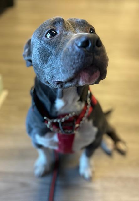 Enlarge Sassy, a Adoptable Mixed Breed in Georgetown, SC image 1/3