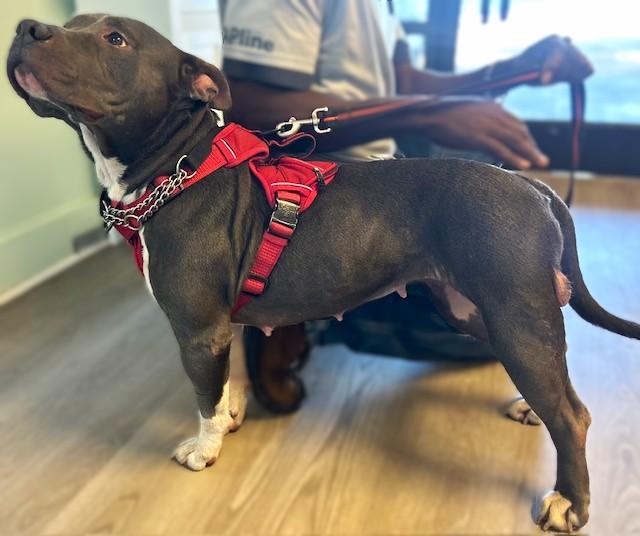 Enlarge Sassy, a Adoptable Mixed Breed in Georgetown, SC image 3/3