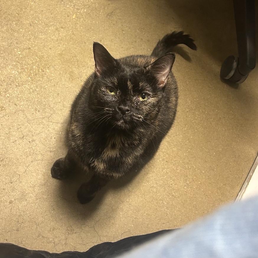 Winifred, Adoptable, Adult Female Domestic Short Hair.