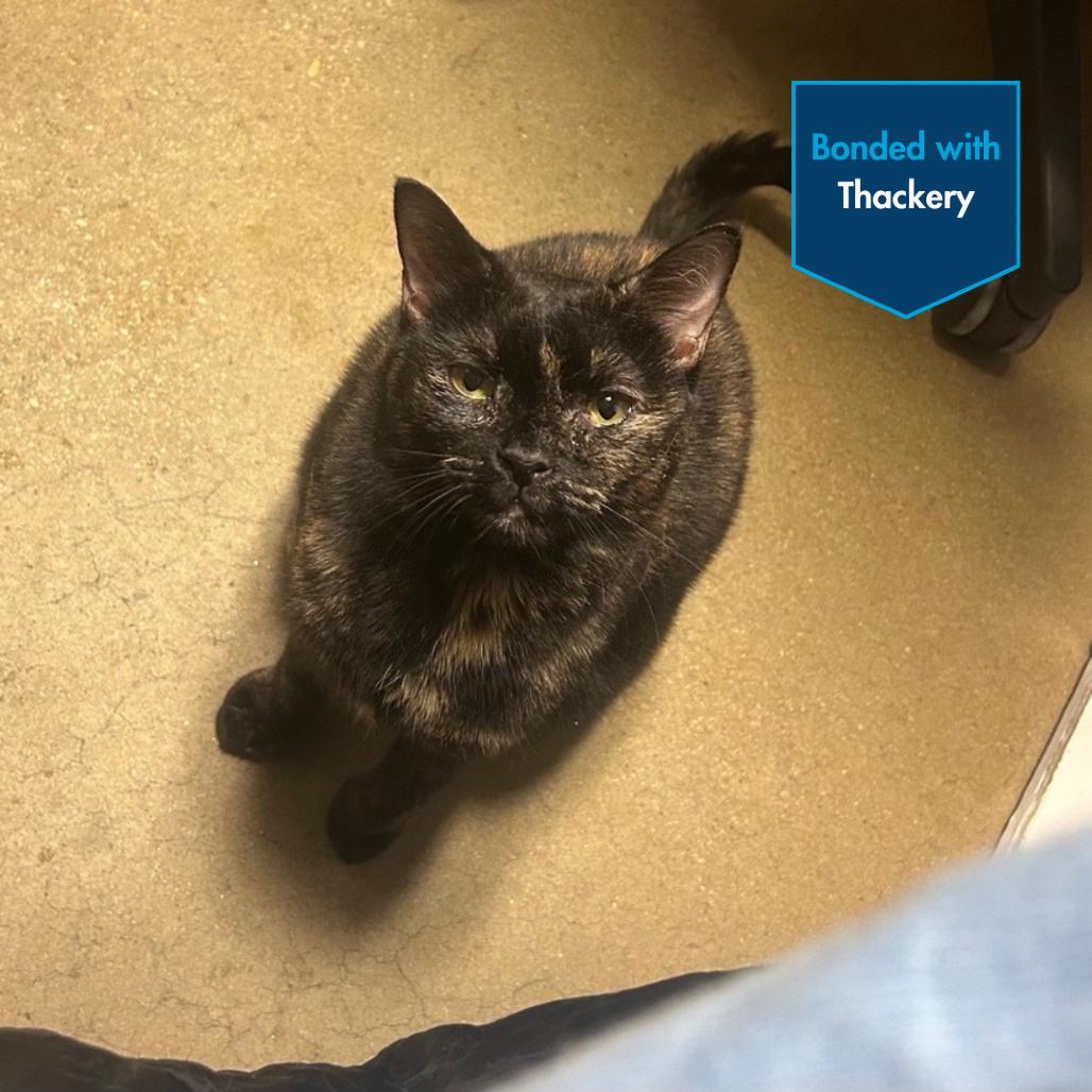 Enlarge Winifred, a Adoptable Domestic Short Hair in Baltimore, MD image 2/2