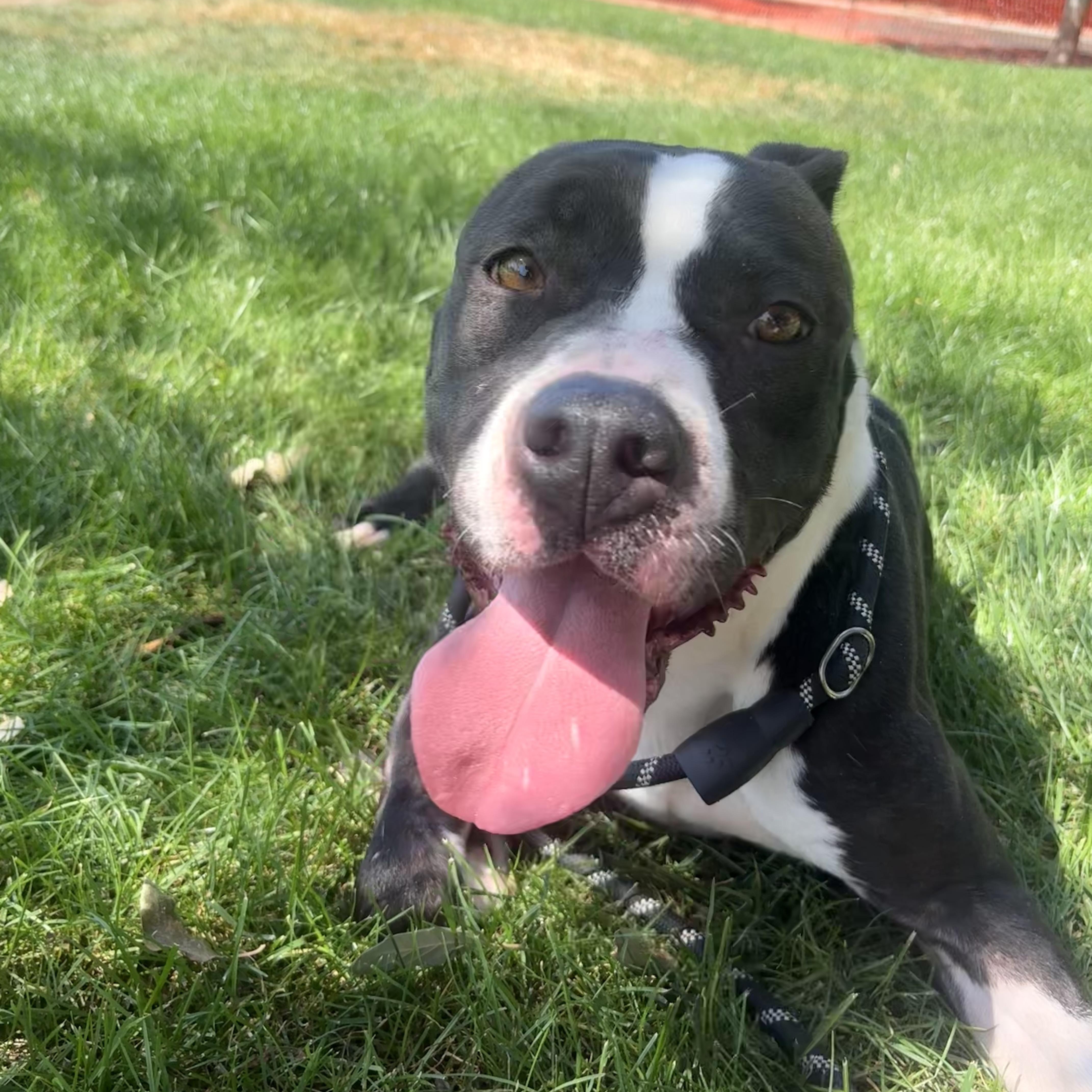 Sprig, Adoptable, Adult Male Pit Bull Terrier.
