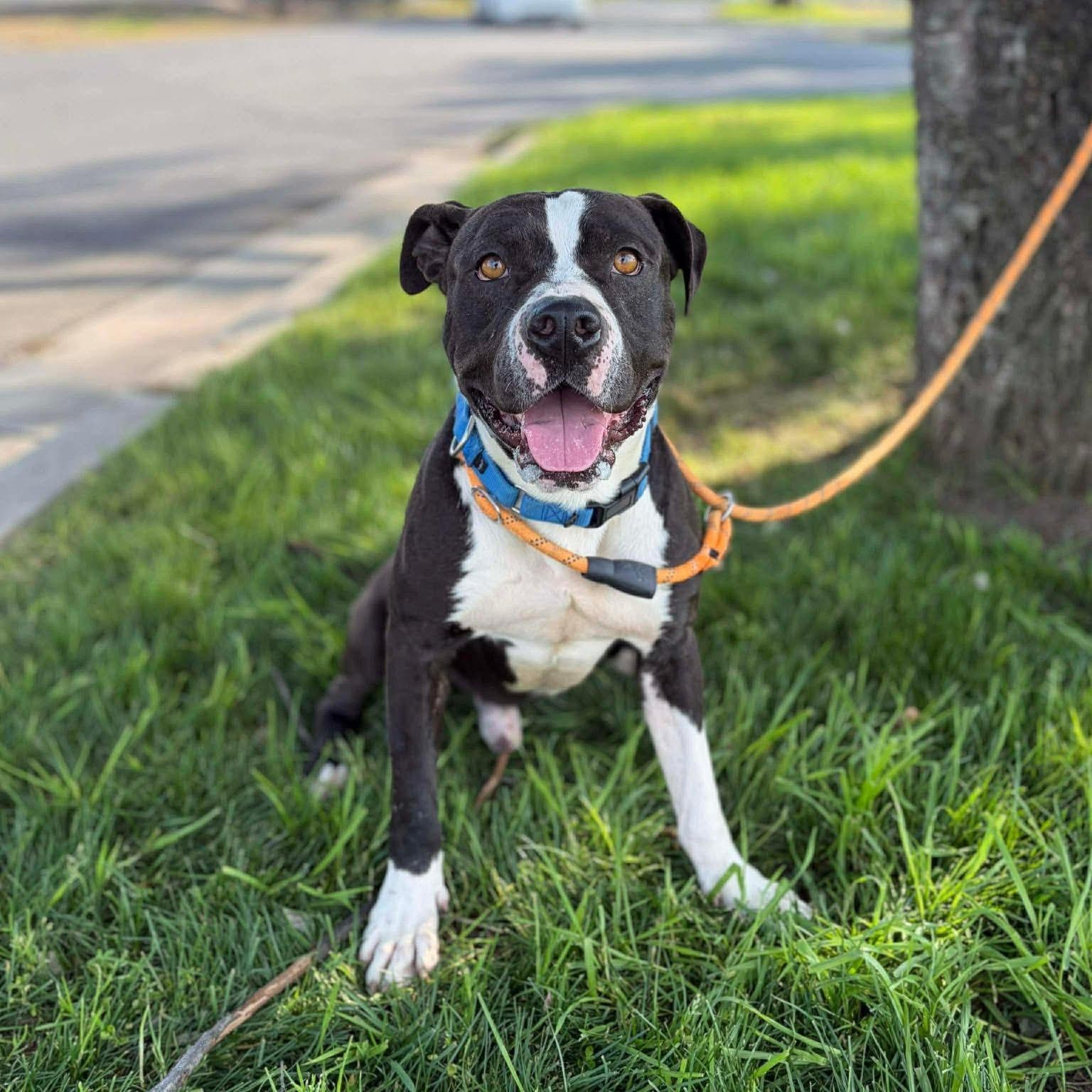 Sprig, ADOPTABLE, Adult Male Pit Bull Terrier.