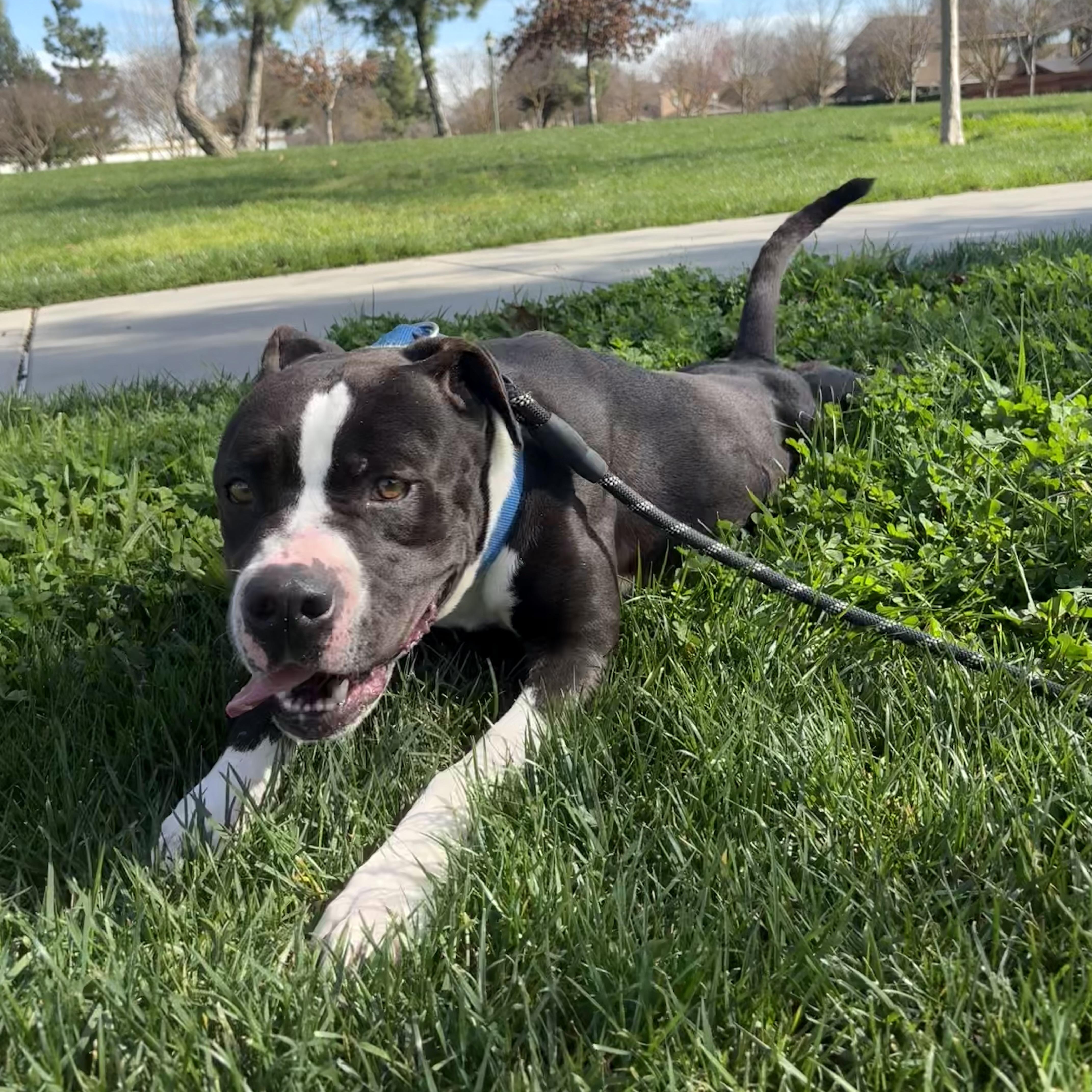 Enlarge Sprig, a Adoptable mixed breed in Modesto, CA image 2/4