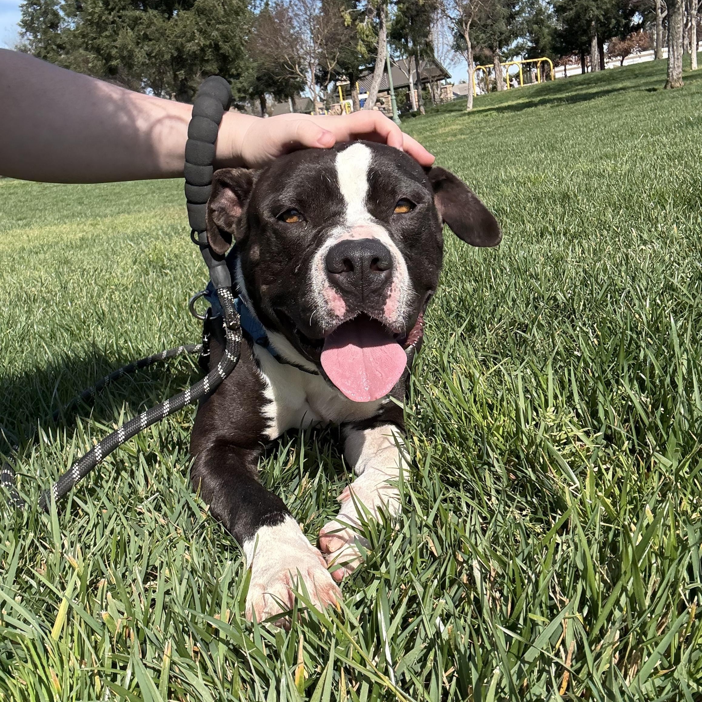 Sprig, a ADOPTABLE mixed breed in Modesto, CA image 2/3