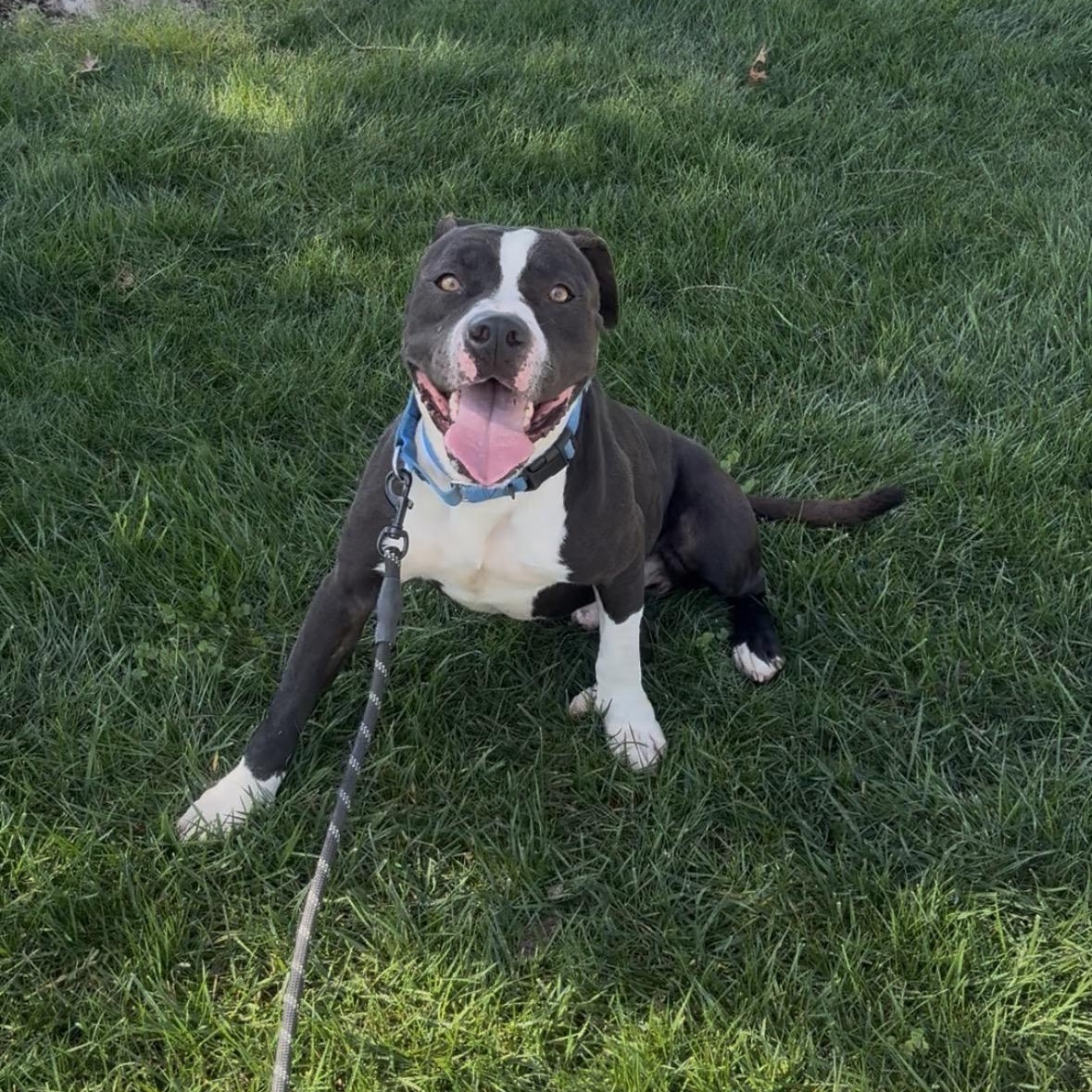 Sprig, a ADOPTABLE mixed breed in Modesto, CA image 3/3