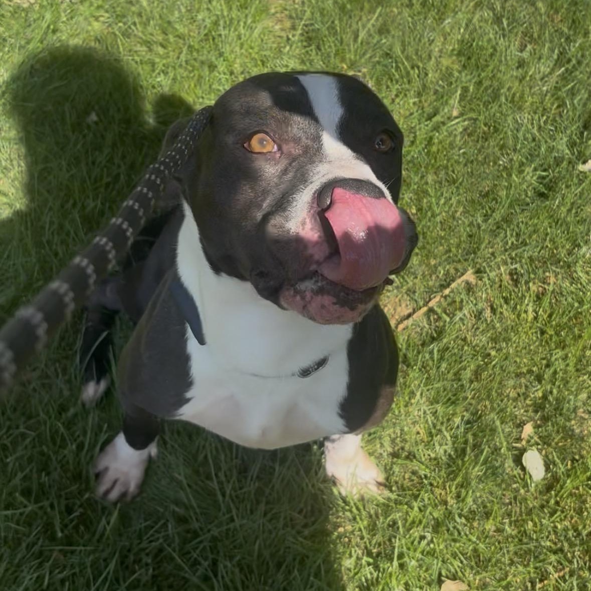 Enlarge Sprig, a Adoptable mixed breed in Modesto, CA image 3/4