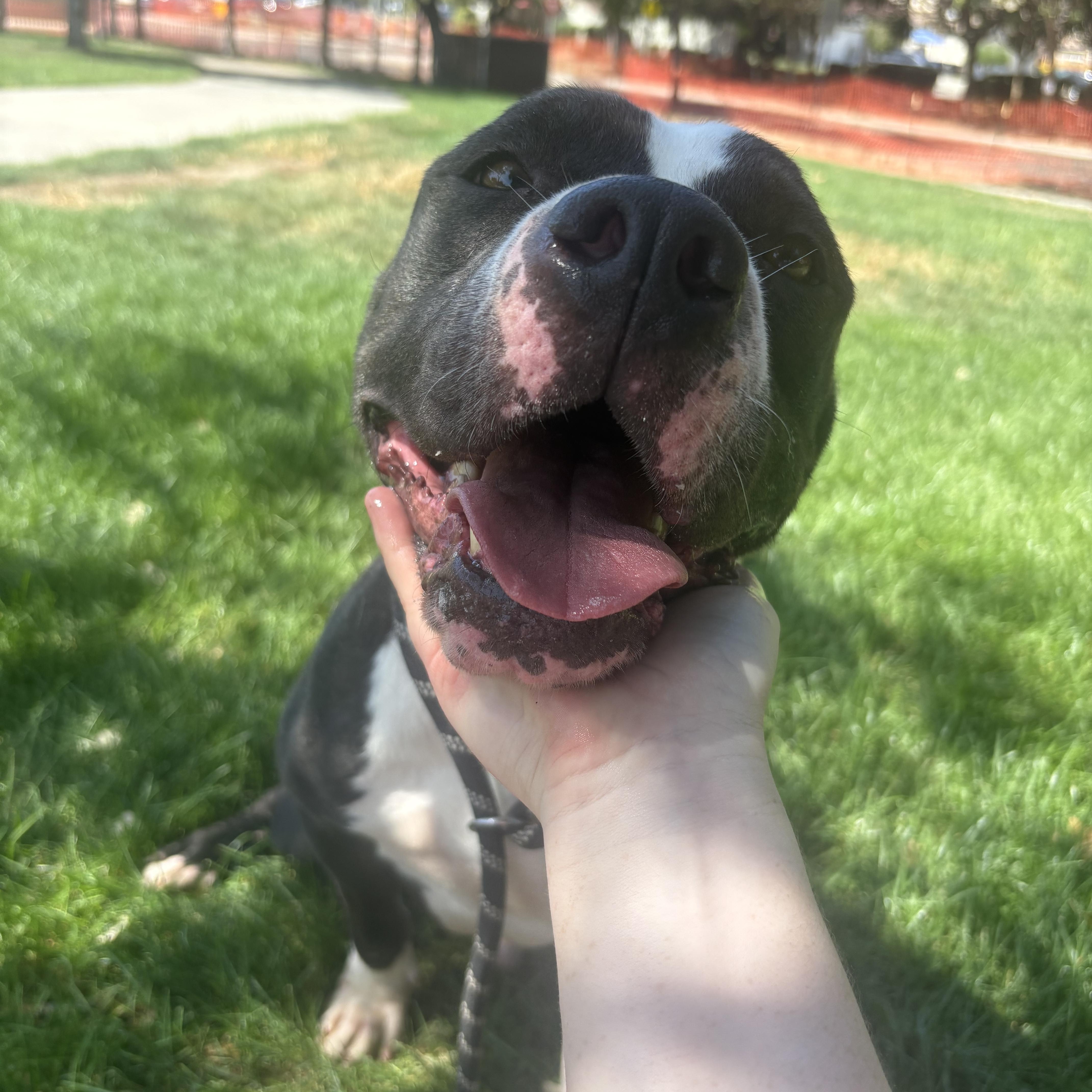 Enlarge Sprig, a Adoptable mixed breed in Modesto, CA image 4/4