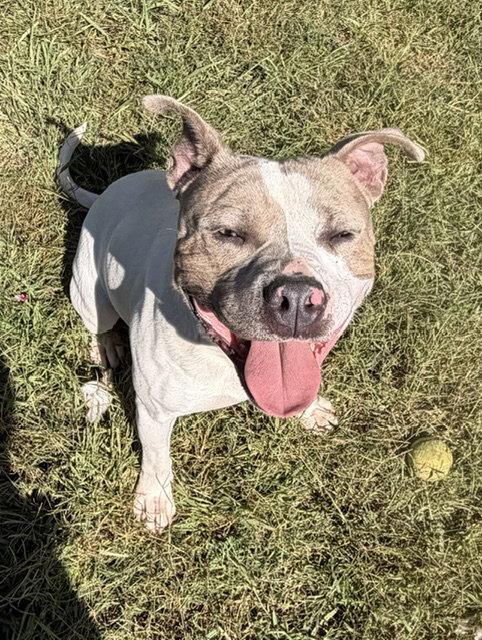 Enlarge Turbo, a Adoptable Pit Bull Terrier in Carrollton, GA image 1/3
