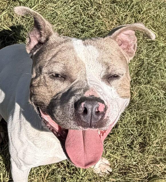 Enlarge Turbo, a Adoptable Pit Bull Terrier in Carrollton, GA image 2/3