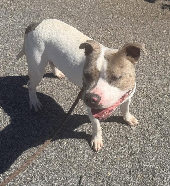 Enlarge Turbo, a Adoptable Pit Bull Terrier in Carrollton, GA image 3/3