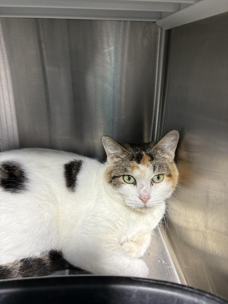 Lotus, Adoptable, Adult Female Domestic Short Hair.