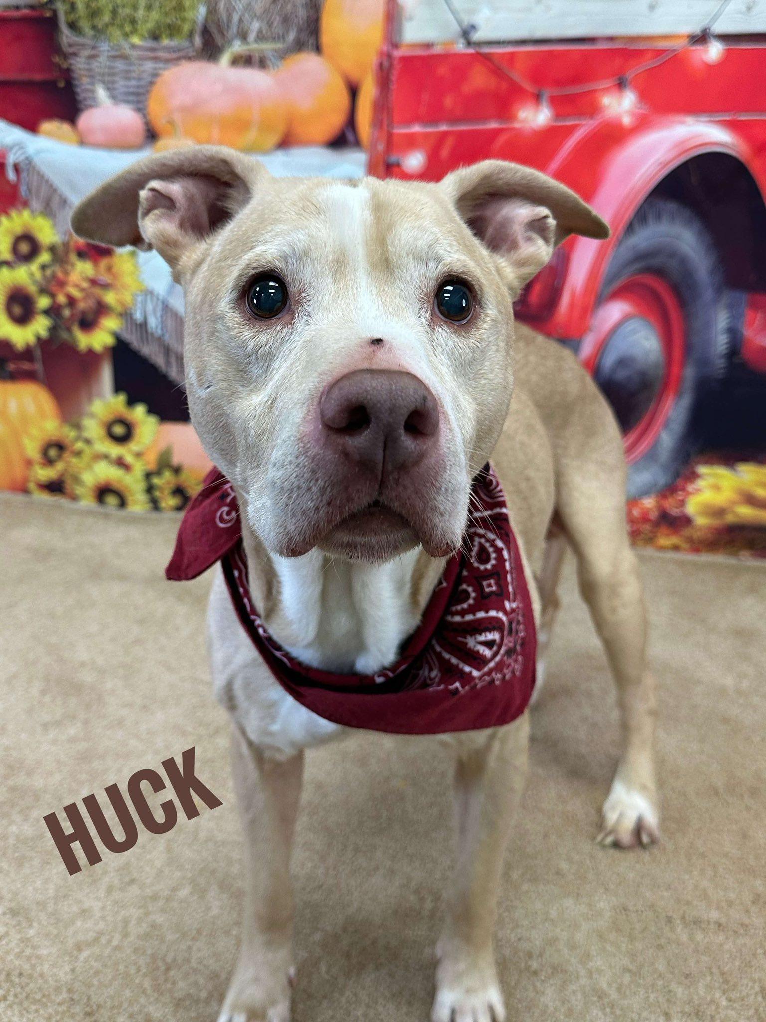 Huck