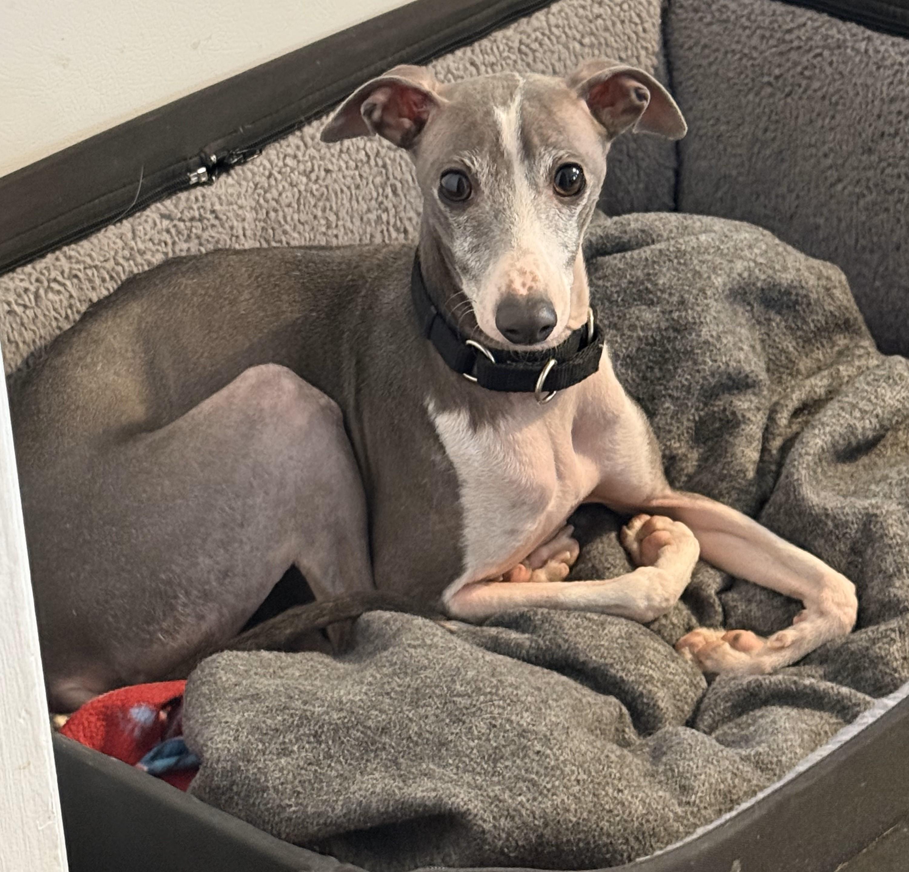 Enlarge Percy, a Adopted Italian Greyhound in Lincoln, NE image 5/6