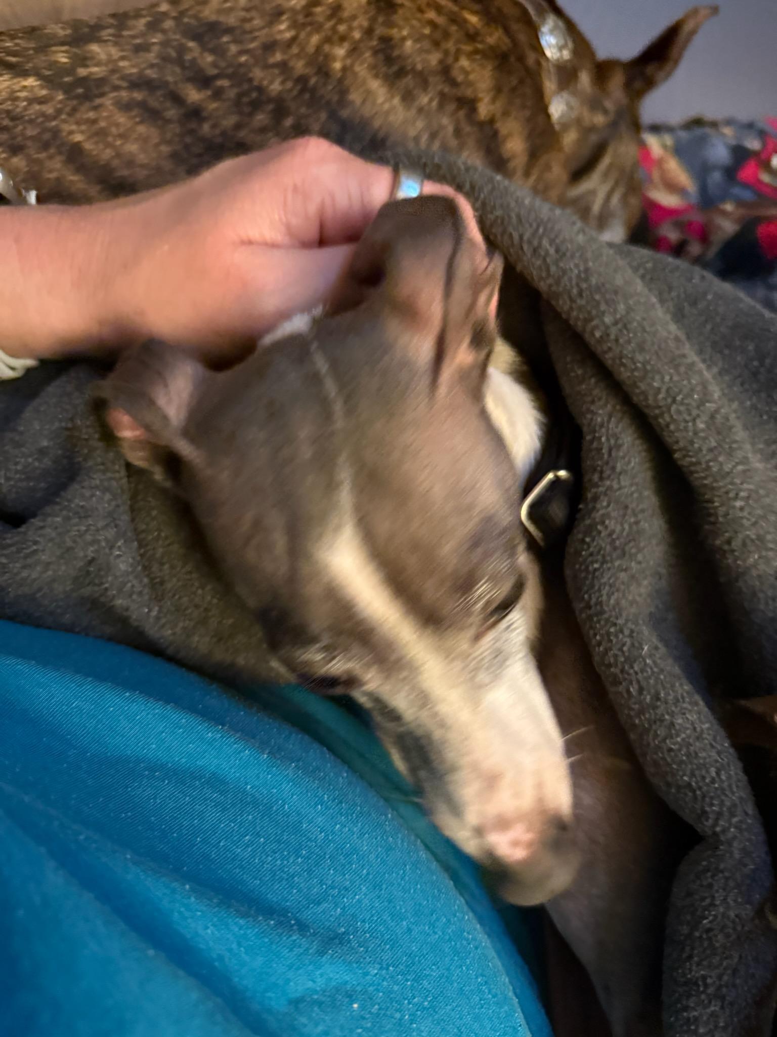 Enlarge Percy, a Adopted Italian Greyhound in Lincoln, NE image 4/6
