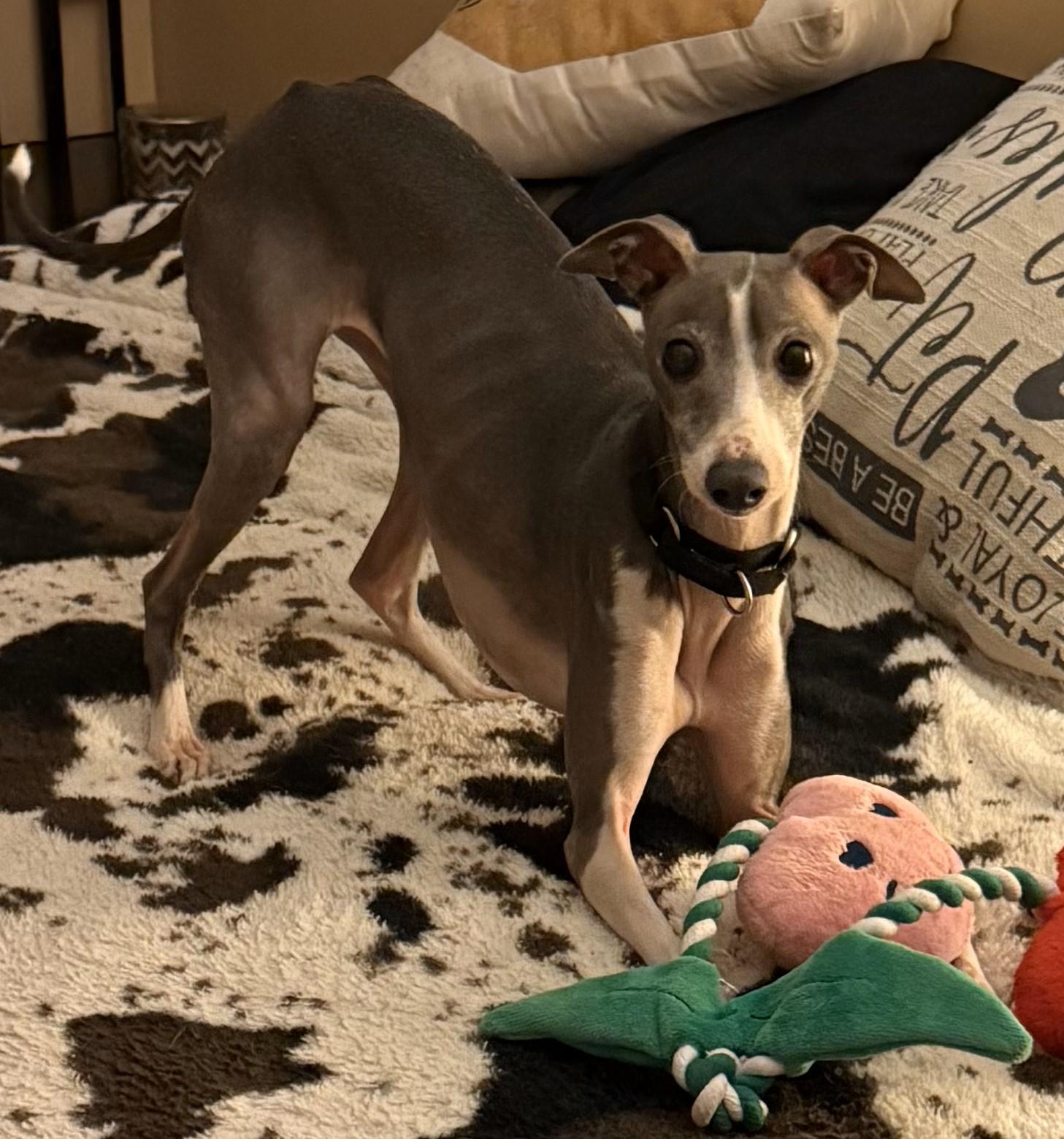 Enlarge Percy, a Adopted Italian Greyhound in Lincoln, NE image 2/6