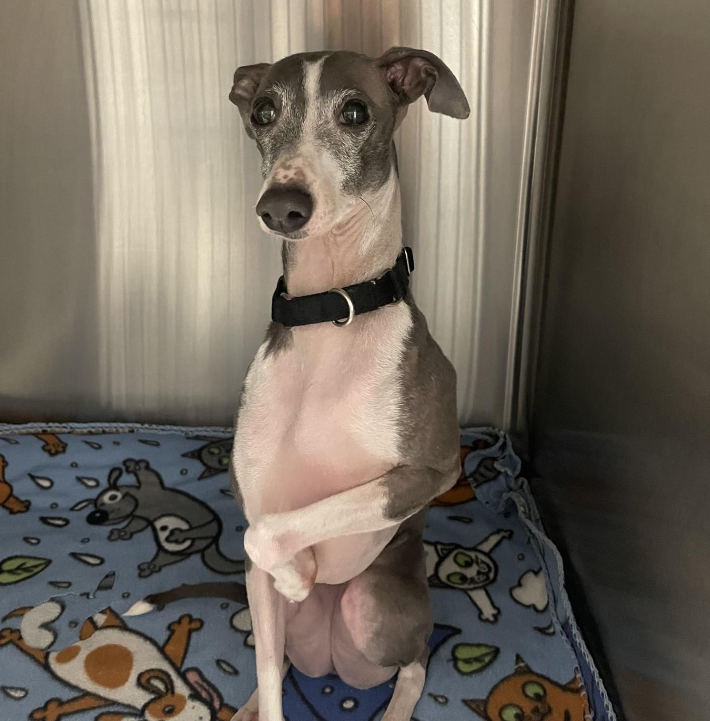 Enlarge Percy, a Adopted Italian Greyhound in Lincoln, NE image 3/6